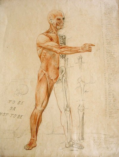 Anatomische Zeichnung von Jules Le Chevrel